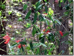 Coral Honeysuckle
