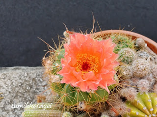 サボテンの花