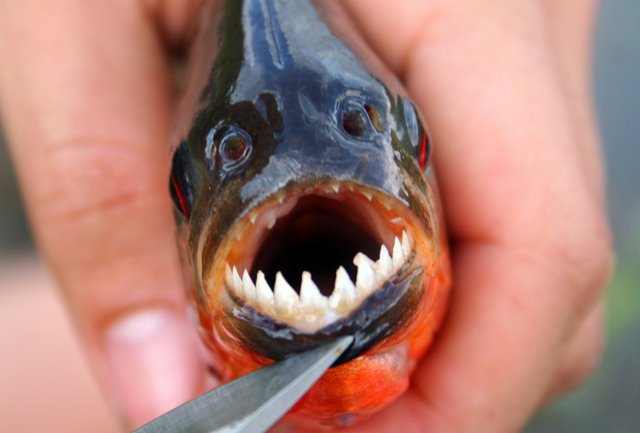 ikan pemakan daging