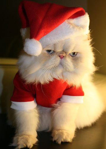 images of cats. Silly Cat Pictures: Christmas