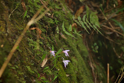 Pleione formosana care and culture