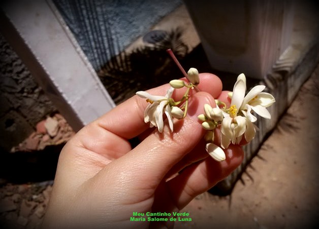 FLOR DA PLANTA DO MILAGRE