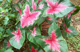 Pokok Keladi Hiasan