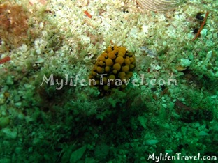 Koh lipe Diving 05