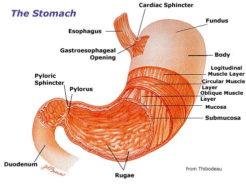 the digestive system diagram for kids. human digestive system diagram