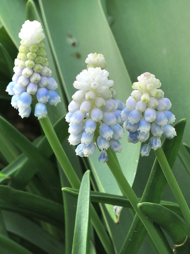in mijn tuin: lenteblommen!