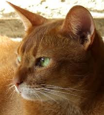 Encyclopedia of Cats Breed: Red Abyssinian Cat | Sorrel or ...