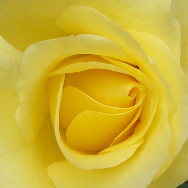 I am a beautiful yellow rose