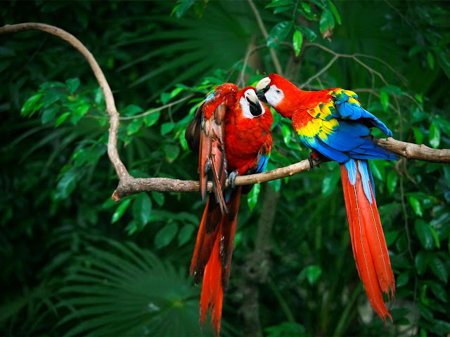 Photos Of Tropical Birds