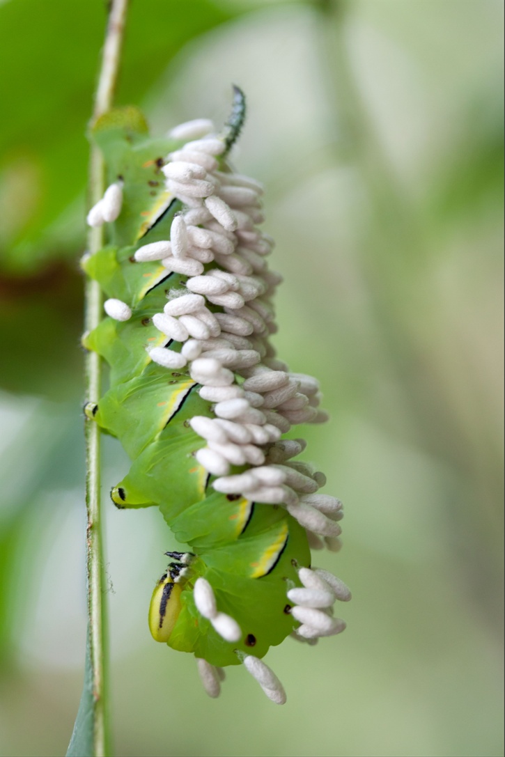 Nature Nut Lady: Hornworm vs. Braconid Wasp