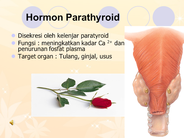 Hormon Parathyroid