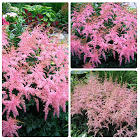 Астильба Арендса (Astilbe arendsii) 'Flamingo'.