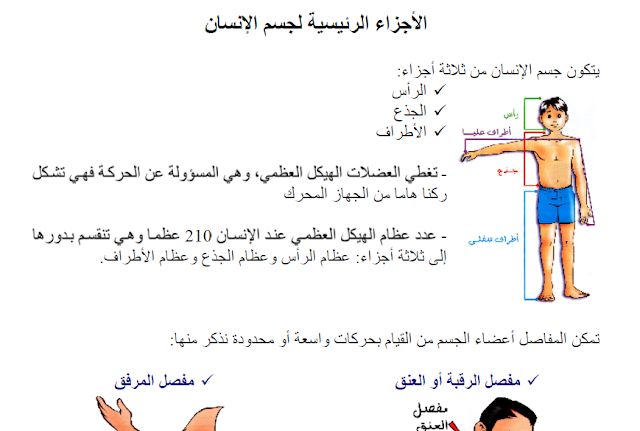 الأجزاء الرئيسية لجسم الإنسان - دور المفاصل جسم الإنسان