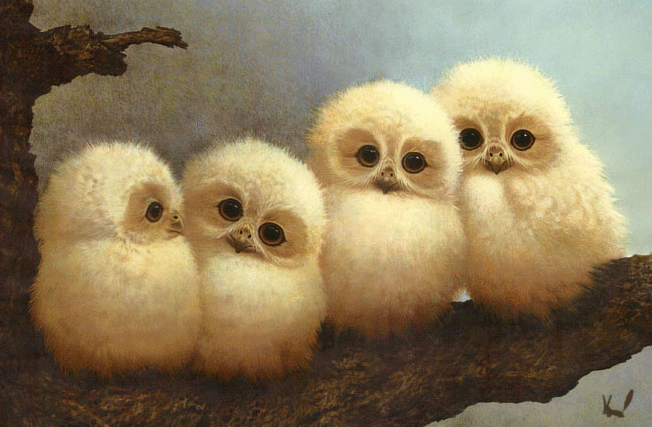 pollos de buho