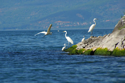 Parco Nazionale dei Laghi di Prespa - (Albania Grecia e Macedonia)