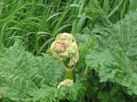 rhubarb flower buds