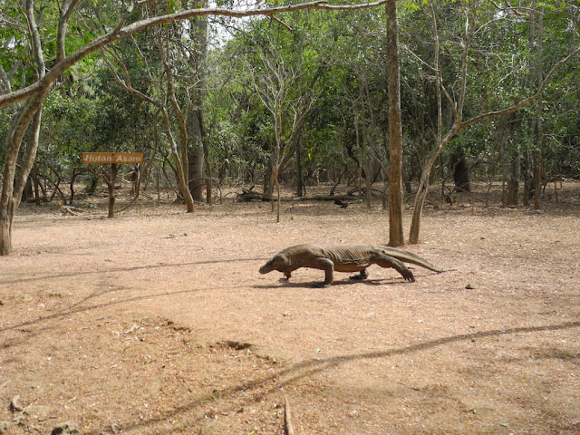 foto foto komodo di pulau komodo