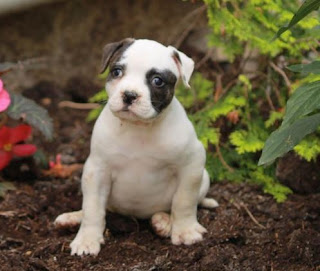 Best American BullDog Puppies For Sale Long Island New York www.BestPuppiesForSale.org (631) 644-0326