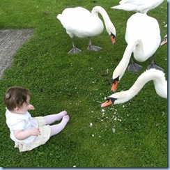 swans 006