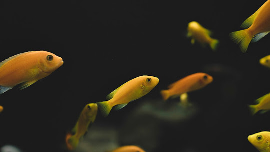 ¿Qué comen los peces pequeños de rio?