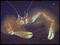 Le décapode (crabe) kiwa hirsuta ou Galathée yéti découvert en 2005 au large de l'île de Pâques par Michel Segonzac, de l'Ifremer. Ce crustacé vit par 2300 m de profondeur près des fumeurs chaudes. Il se caractérise par l'absence d'yeux, deux grandes pinces et une abondante pilosité constituée de bactéries filamenteuses. Document Ifremer.