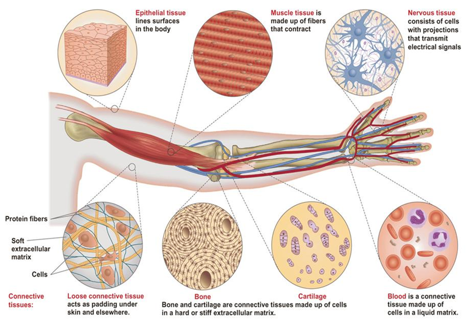 Download Powerpoint materi  Jaringan  Hewan  BELAJAR BIOLOGI 