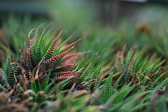 gambar sukulen haworthia