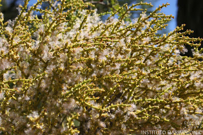 plantas trepadoras de los bosques patagonicos