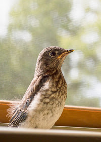 Male Eastern Bluebird fledgling 18-19 days old