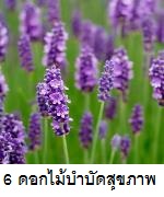 6 ดอกไม้ช่วยบำบัดสุขภาพ