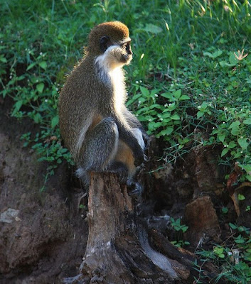 Meditating Monkeys Seen On www.coolpicturegallery.us