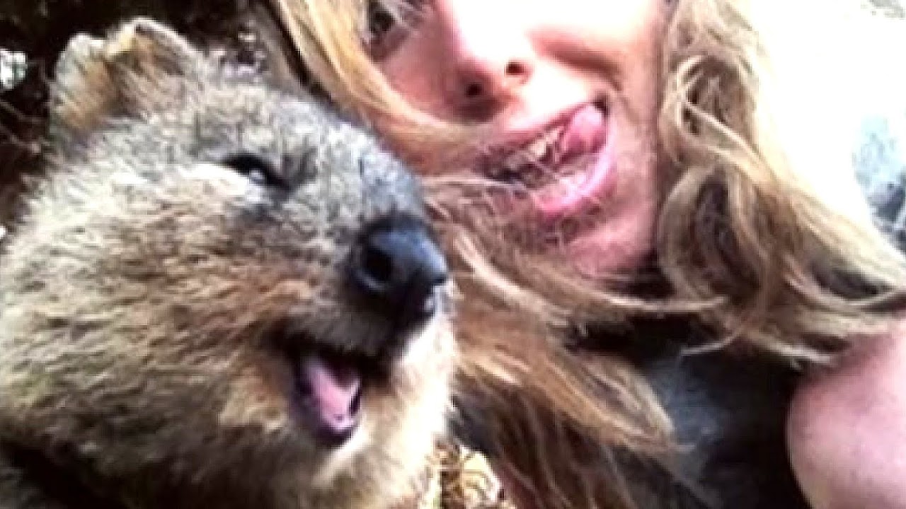 Quokka - Quokka Pet Price