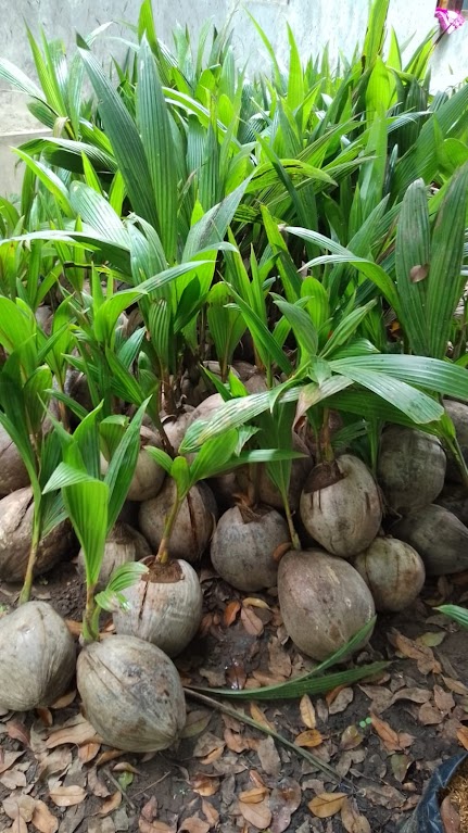 jual bibit buah kelapa hibrida cepat berbuah surabaya Jambi