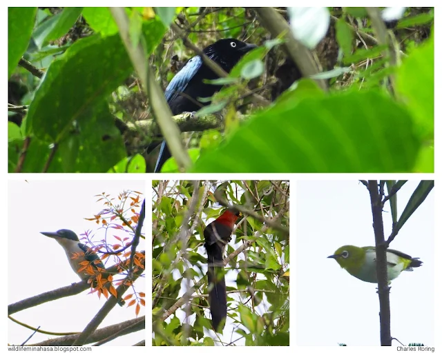 birdwatching trip in Sonder of North Sulawesi