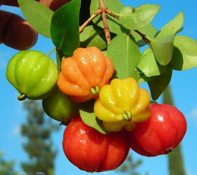 Buah Dewandaru itu cukup mungil dengan warna yang cerah dan bentuk yang menarik MANFAAT YANG TERKANDUNG PADA BUAH LANGKA DEWANDARU