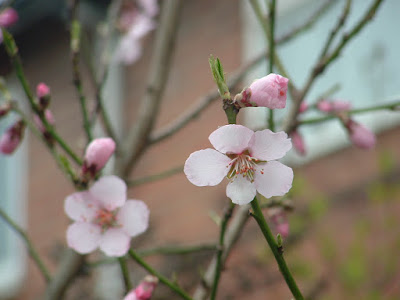 Photo of almond flowers on bare branches