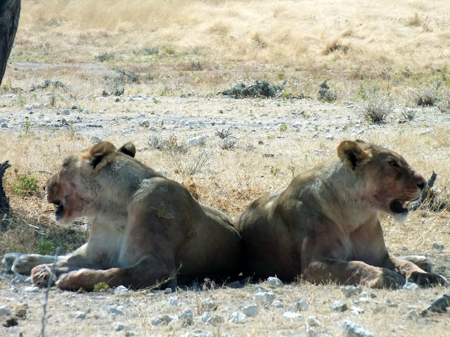 safari en Namibia, leonas