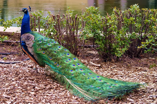 Peacock Wallpapers HD