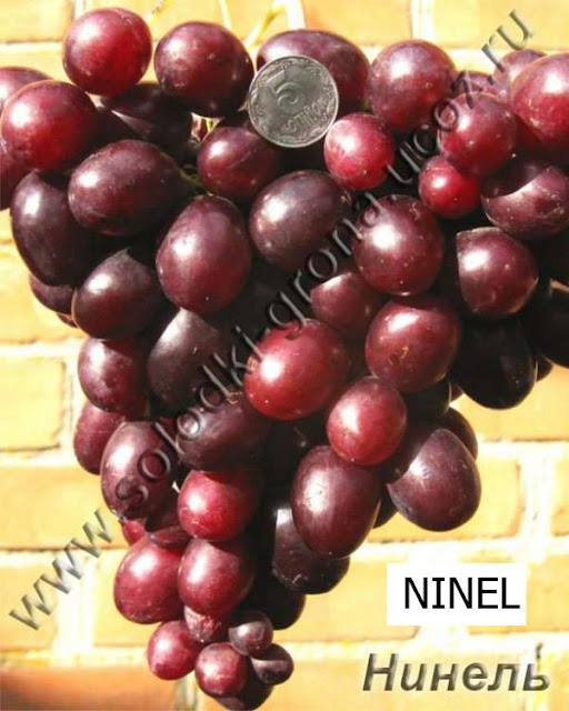 Ninel Grape Variety