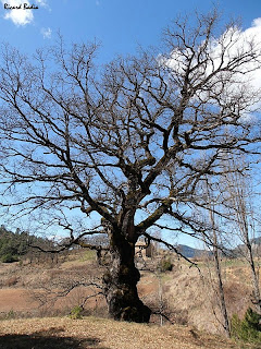 Cal Calot al darrere d'un magnífic roure. Autor: Ricard Badia