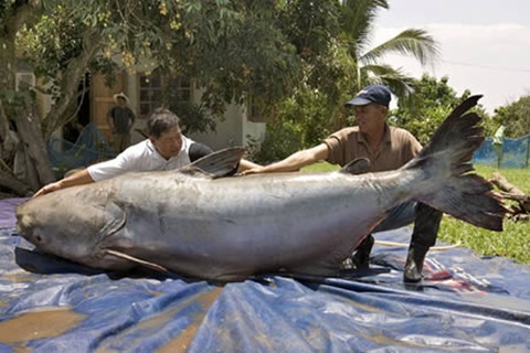 BIGGEST -5