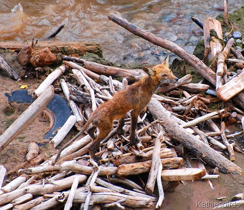 5. fox-kab