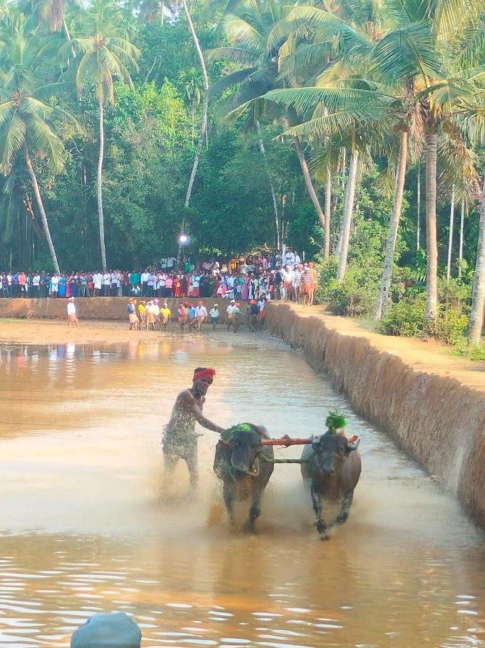                     ಅರಿಬೈಲು ಕಂಬಳ ಸಂಪನ್ನ