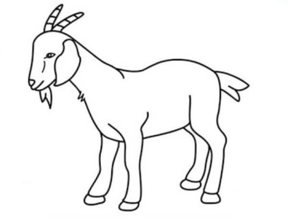 Goat Drawing easy