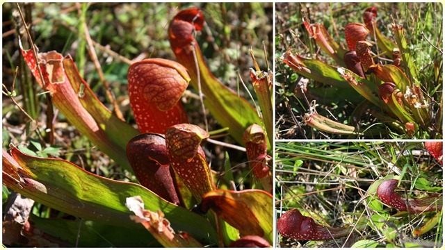 71 Okefenokee NWR 2012-134