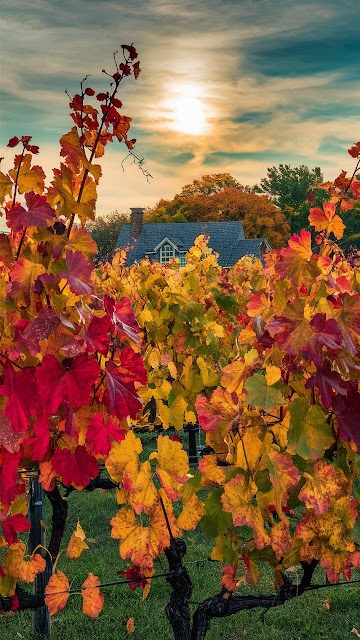 Scenic Vineyard in Fall