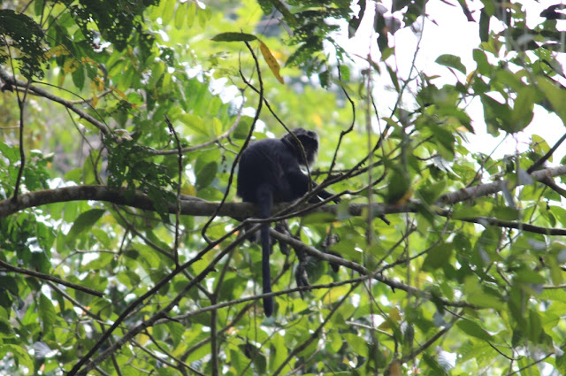 Habitat Monyet Lutung Hitam