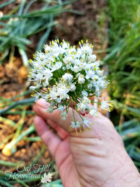 Flower on an onion plant.