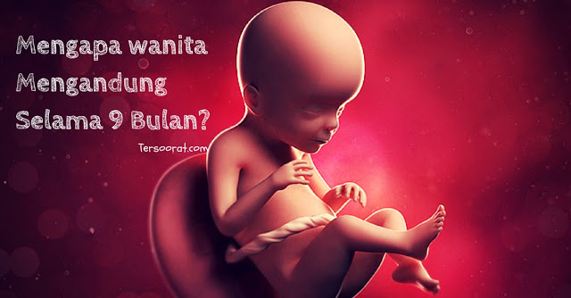 Mengapa Wanita Mengandung Bayi Selama 9 Bulan?