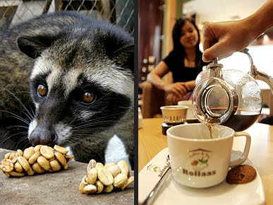 kopi luwak